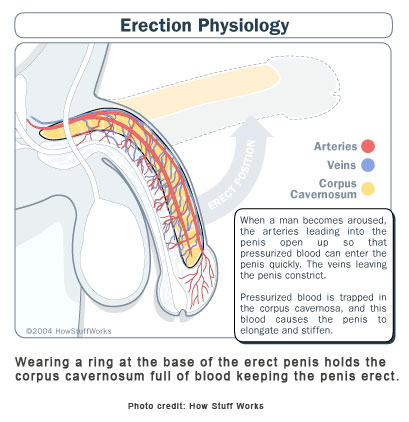 Penis Pump Information 15